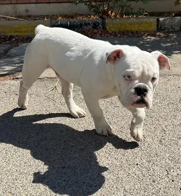 سگ نر انگلیش بولداگ|سگ|تهران, شهرک استقلال|دیوار