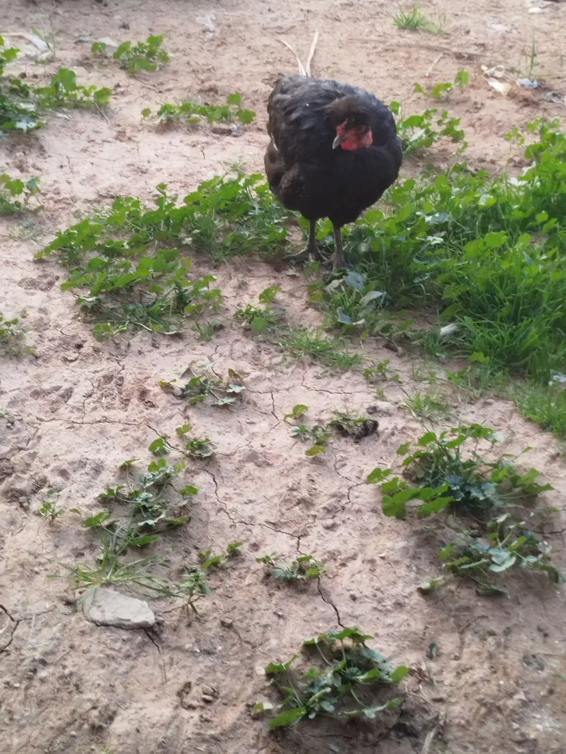 مرغ|حیوانات مزرعه|مسجد سلیمان, |دیوار