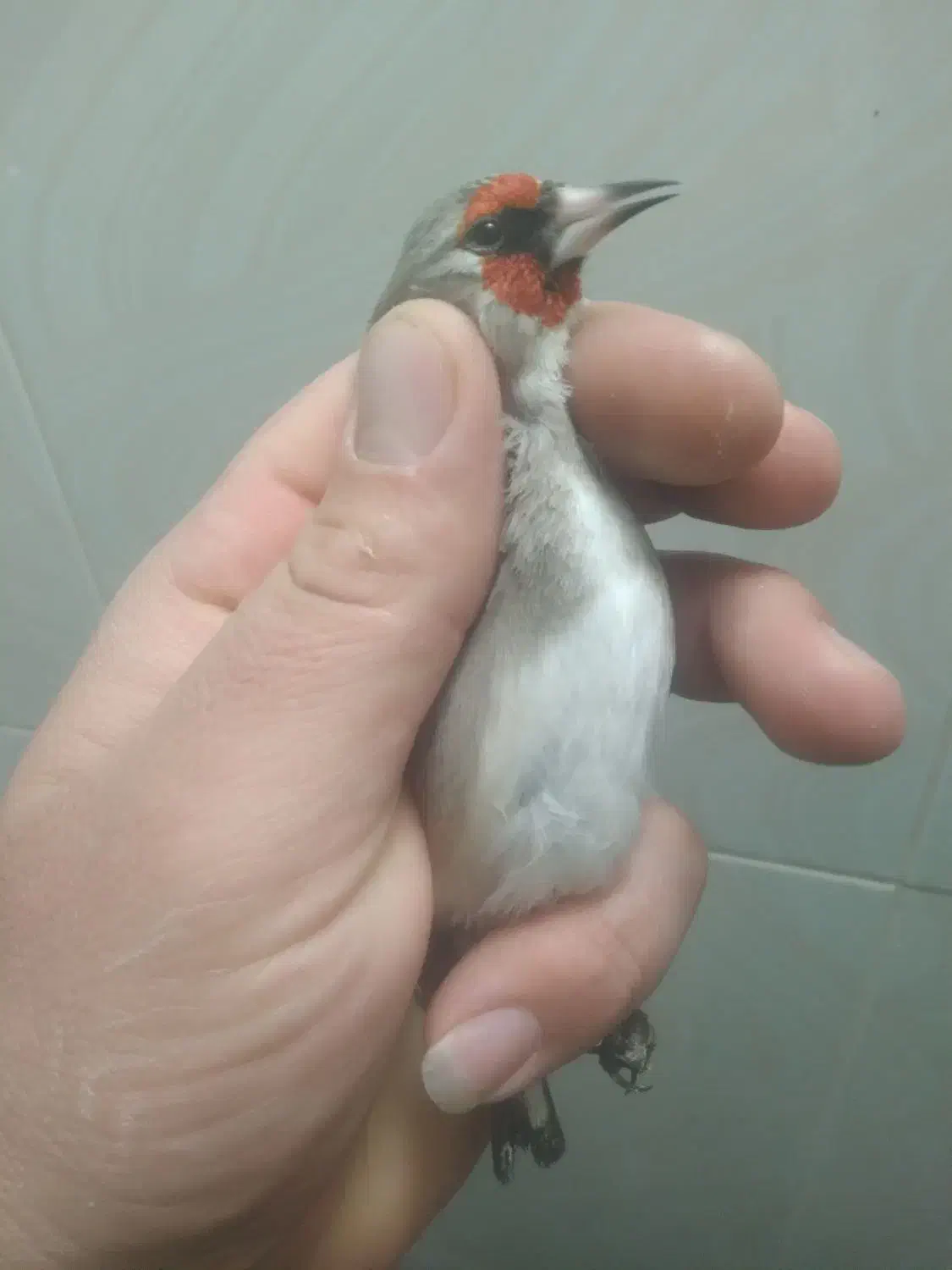 سهره|پرنده|جلگه شوقان, |دیوار