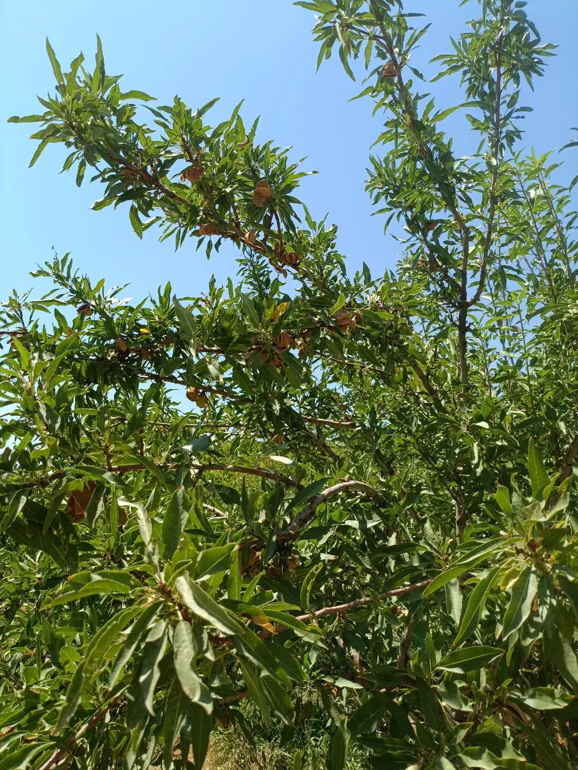 زمین کشاورزی مسطح|فروش دفتر صنعتی، کشاورزی، تجاری|شهرکرد, |دیوار