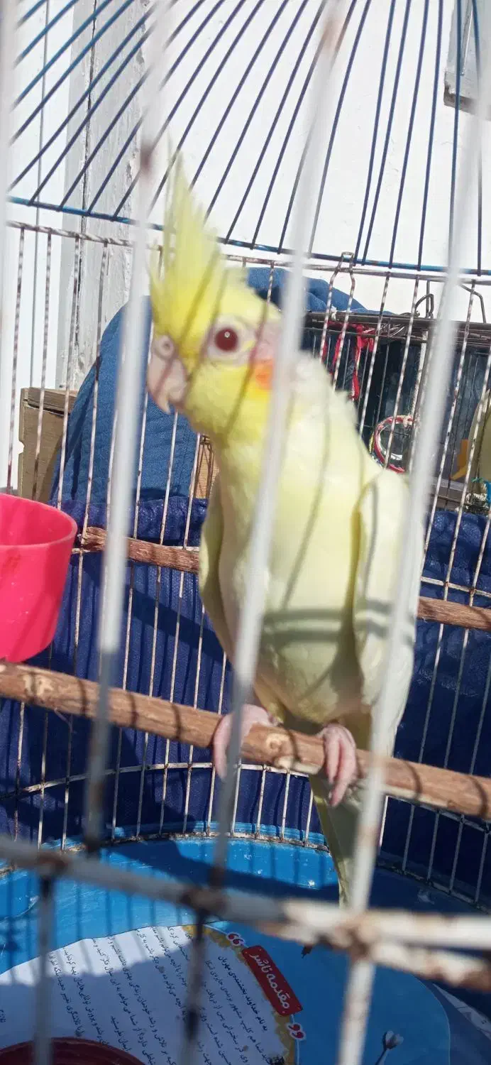 عروس هلندی لوتینو ۴۵ روزه|پرنده|رشت, حومه رشت|دیوار