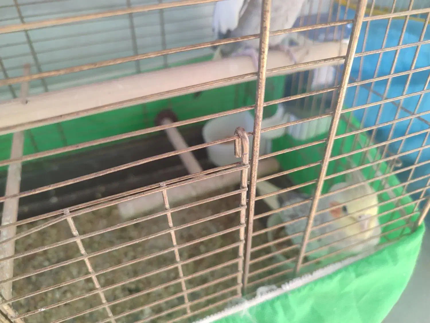 فروش یا معاوضه طوطی عروس|پرنده|محمدیه-قزوین, |دیوار