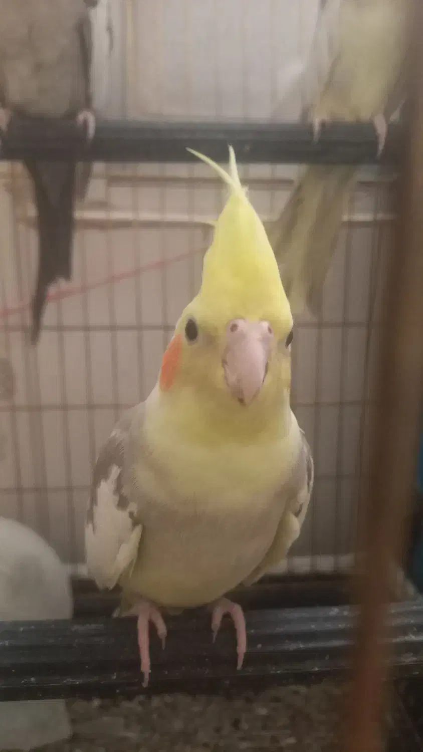 عروس هلندی|پرنده|قم, شاه احمد قاسم|دیوار