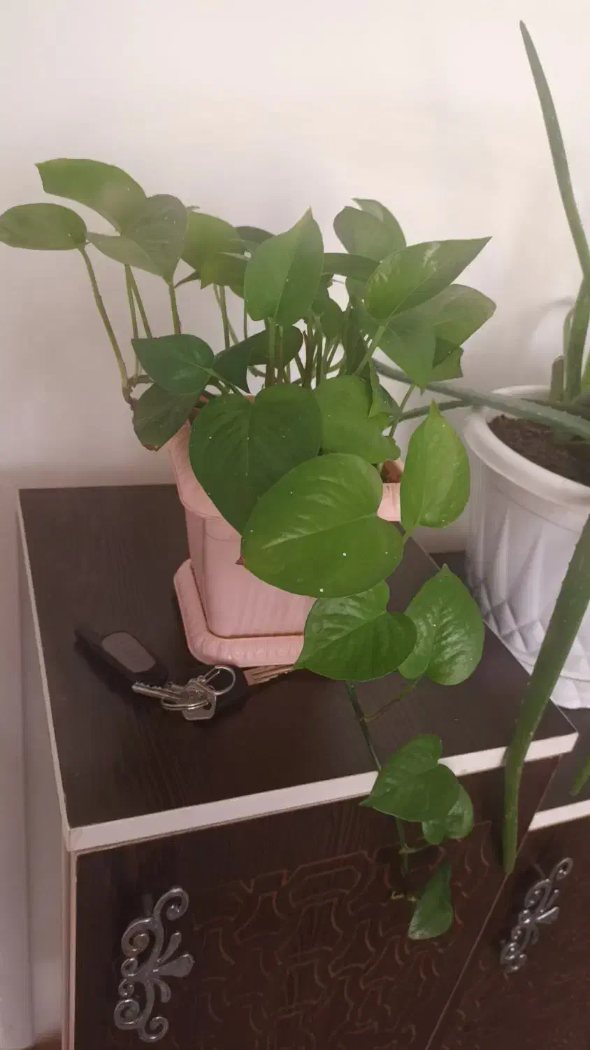 گل طبیعی|گل و گیاه طبیعی|ابهر, |دیوار