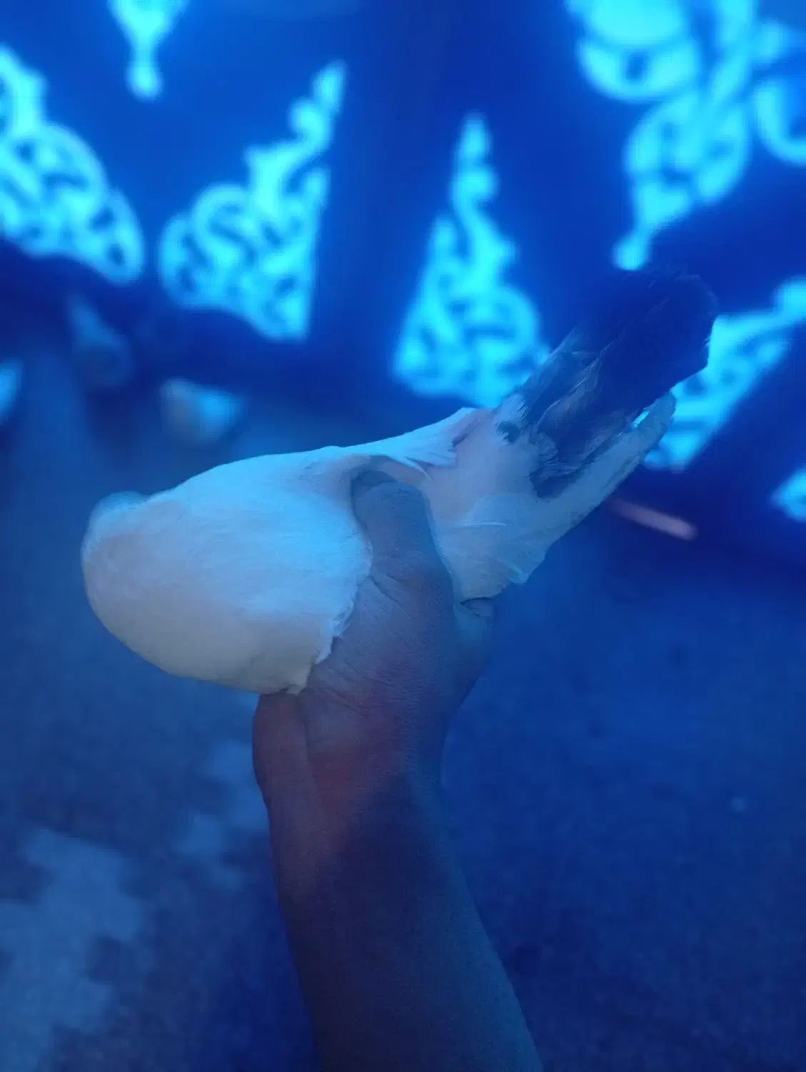 2000|حیوانات مزرعه|دهگلان, |دیوار