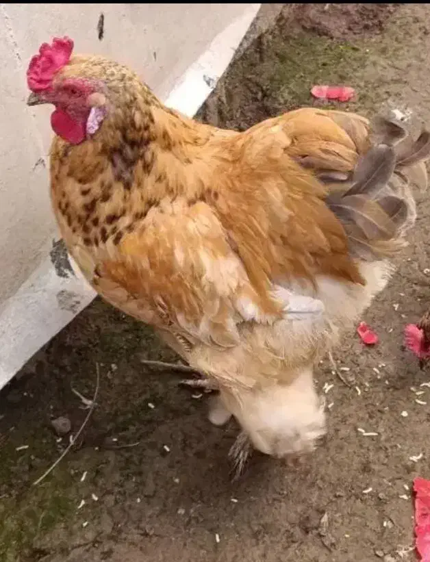 . خروس|حیوانات مزرعه|رشت, فرودگاه سردار جنگل رشت|دیوار