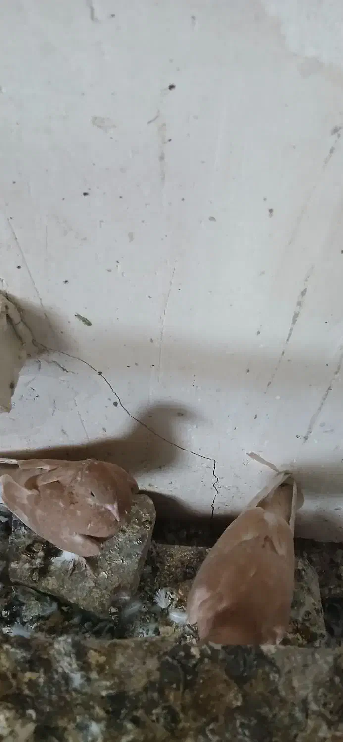 کبوتر سسلی|پرنده|ارومیه, |دیوار