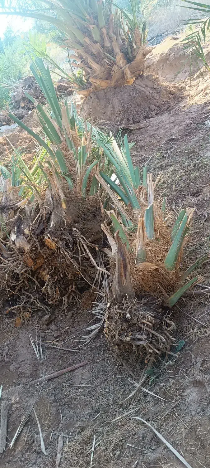 پاجوش (جنگ)مضافتی کنده آماده رسیده تضمینی|گل و گیاه طبیعی|ریگان, |دیوار