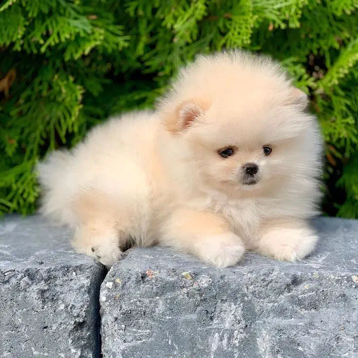 پامر /پودل/شی هواوا/گلدن/چاوچاو|سگ|اصفهان, احمدآباد|دیوار