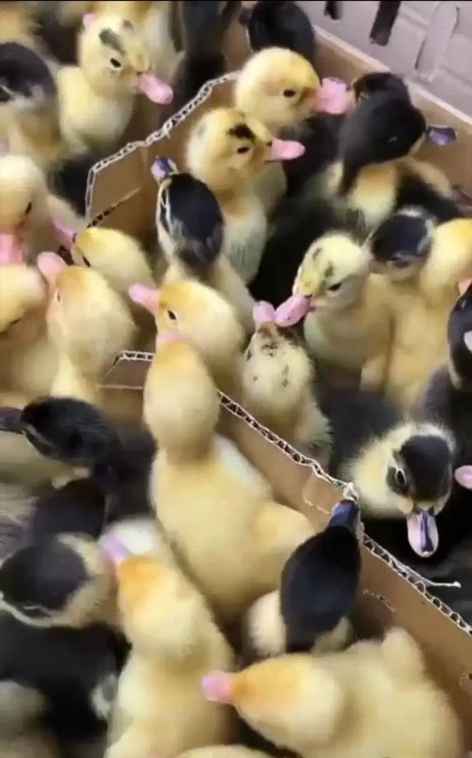 مجموع طیورسلامت ولیعصر جوجه رنگی اردک )محلی گوشتی|حیوانات مزرعه|تهران, بازار|دیوار