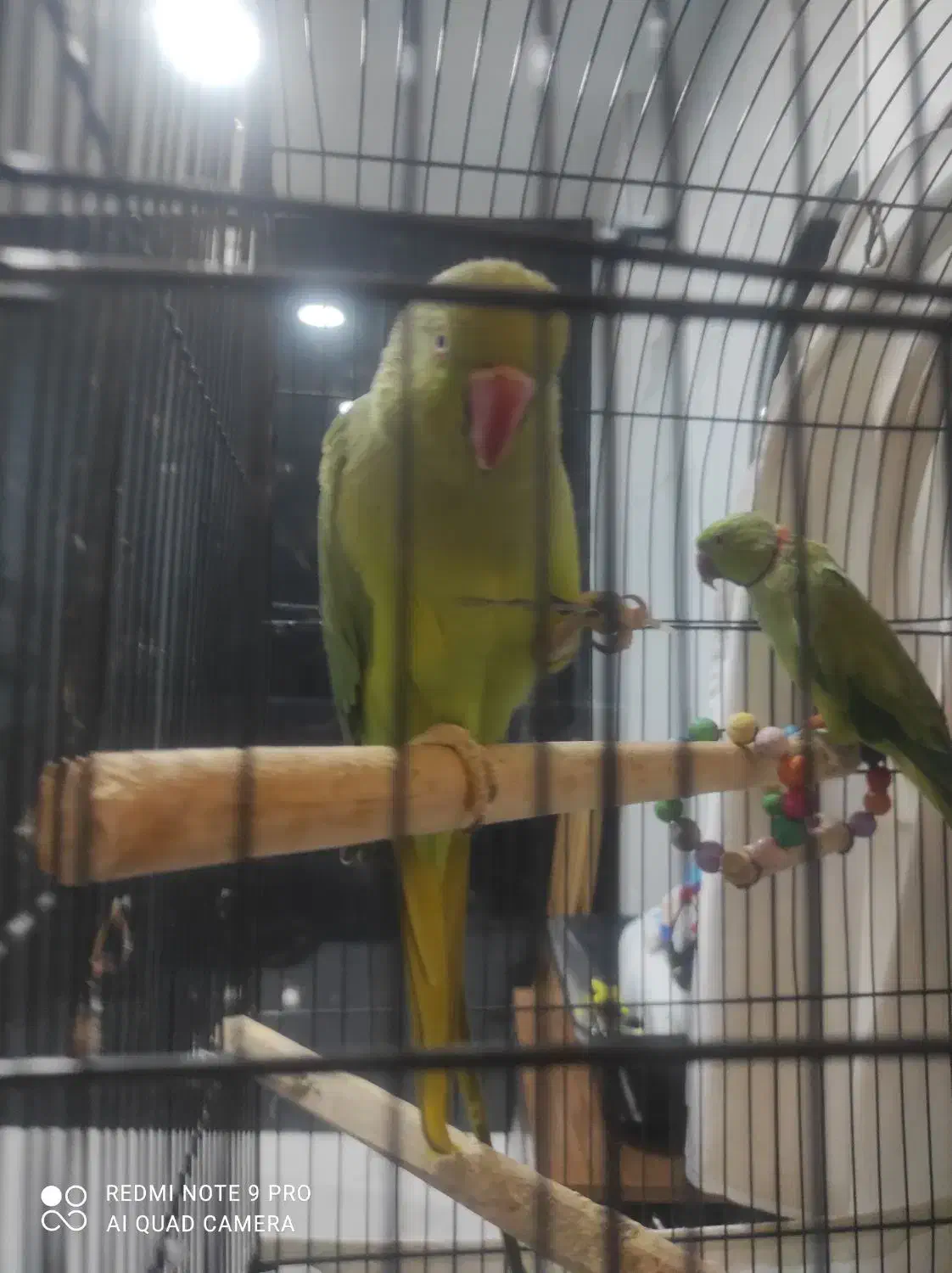 طوطی ملنگو دستی و بازیگوش|پرنده|زنجان, |دیوار