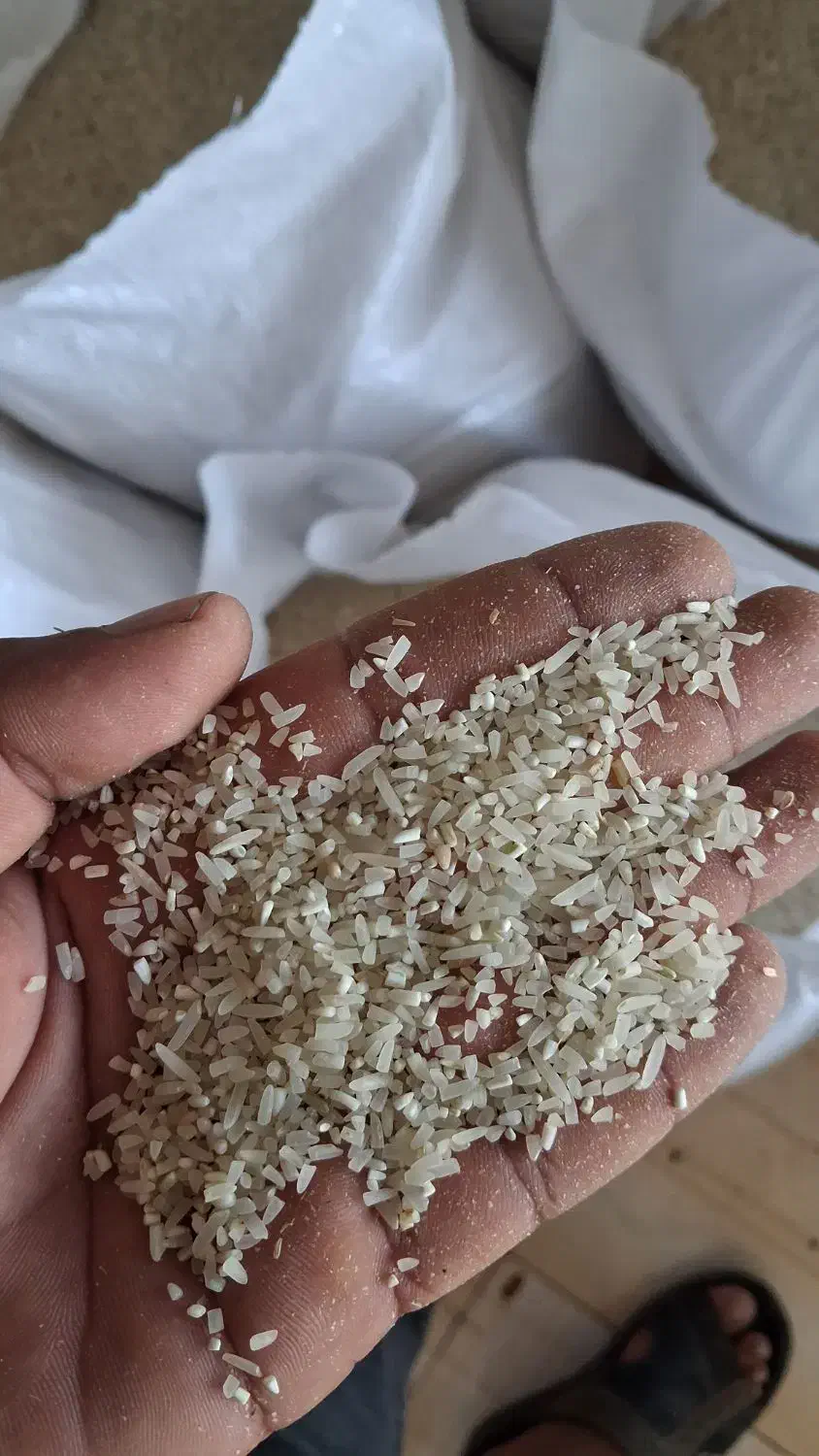 نیم دانه فجر سوزنی|خوردنی و آشامیدنی|آق قلا, |دیوار