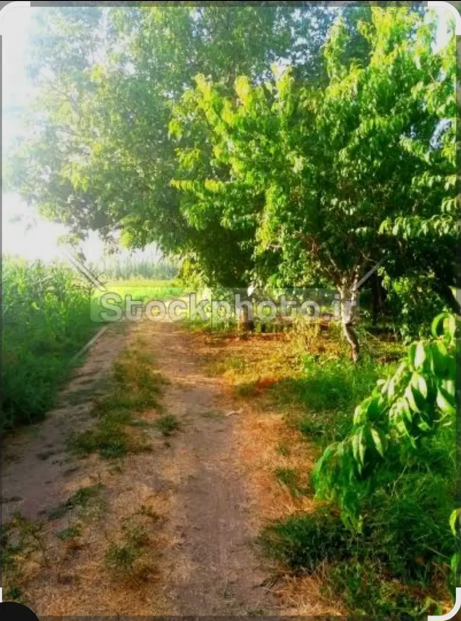 باغ تازه پسته|فروش دفتر صنعتی، کشاورزی، تجاری|دشتابی, |دیوار