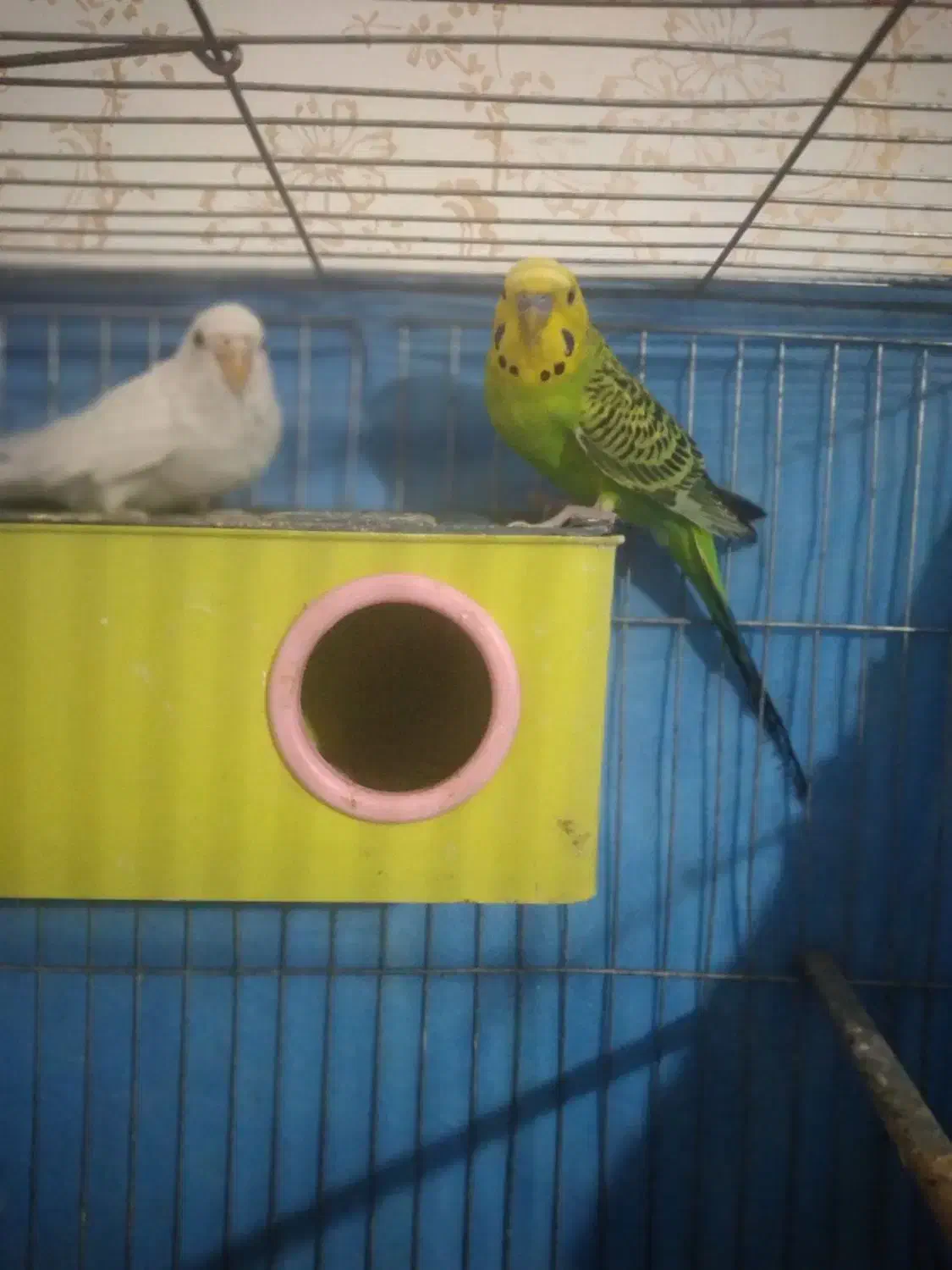 مرغ عشق|پرنده|مسجد سلیمان, |دیوار