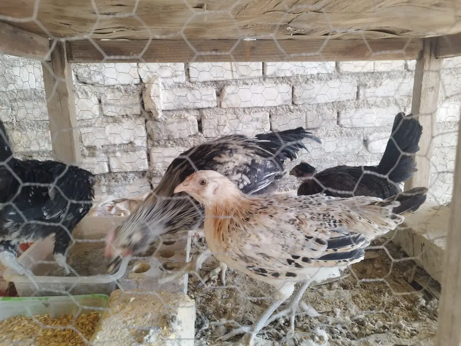 تلویزیون گلین اصل  مر.غ گ.لین|تلویزیون و پروژکتور|یزد, |دیوار