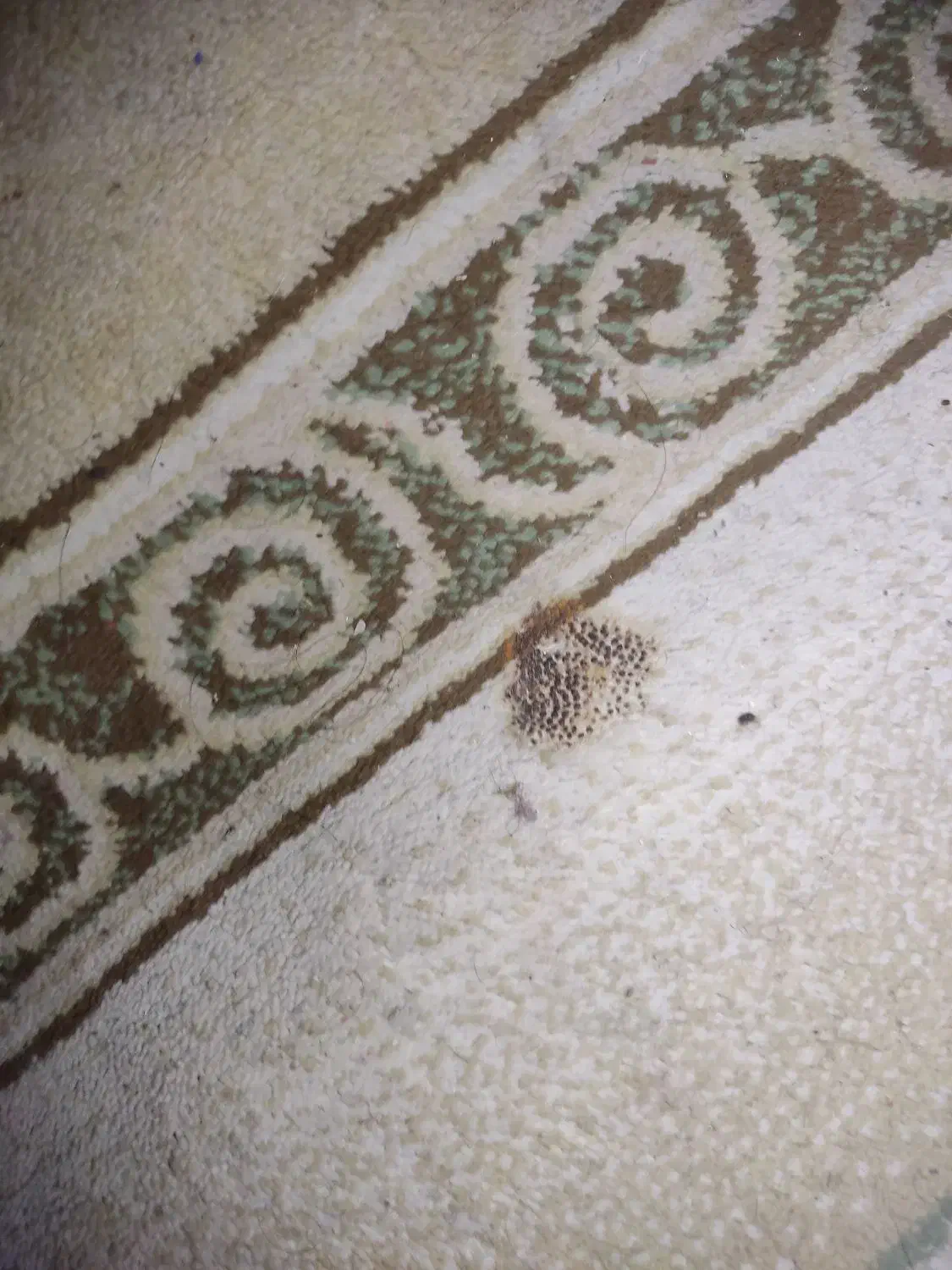 فرش ۶ متری|فرش|اهواز, پردیس دو|دیوار