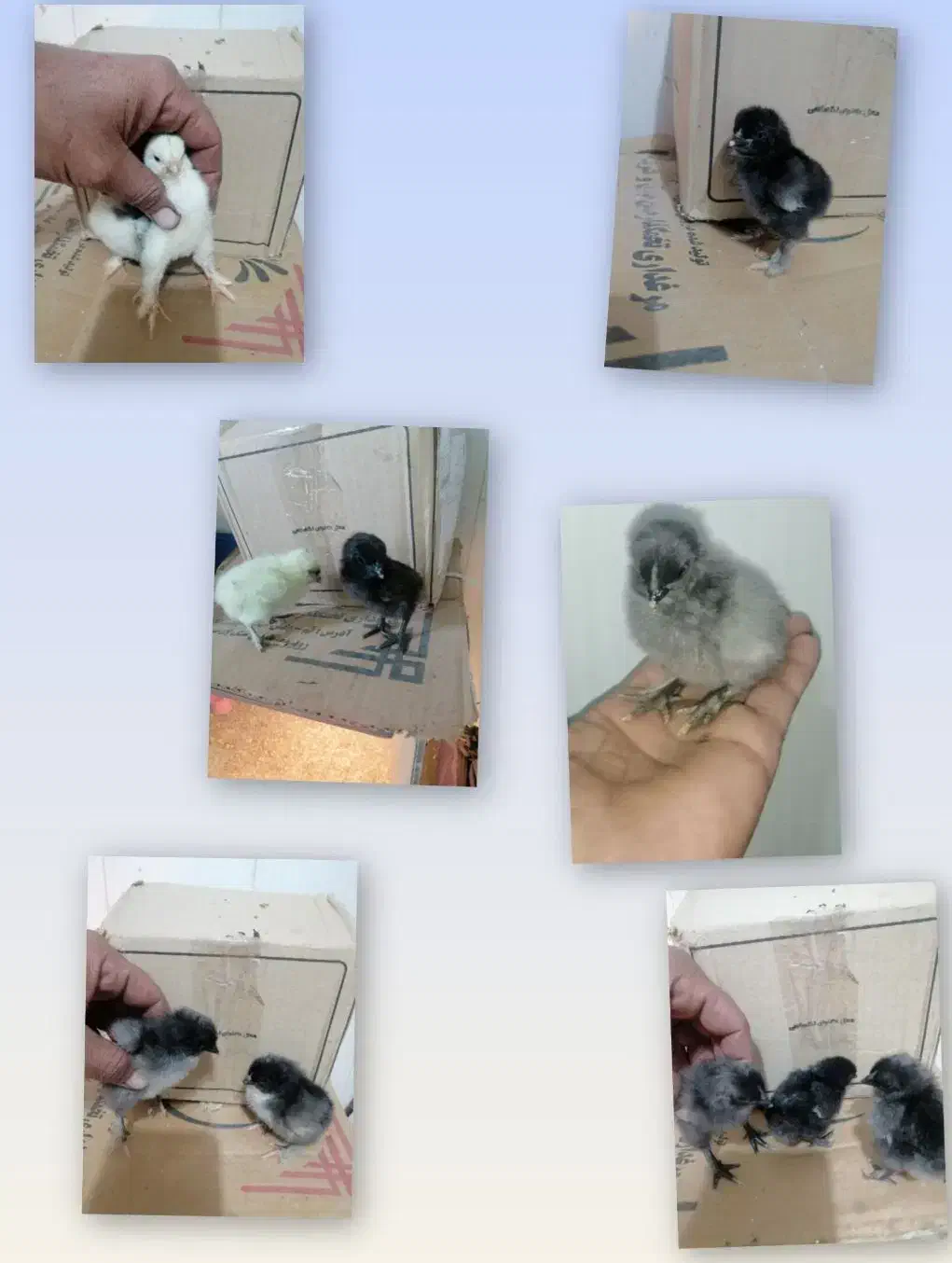 فروش جوجه نژادهای خاص و تخم رنگی امیرفارم|حیوانات مزرعه|سیرجان, |دیوار