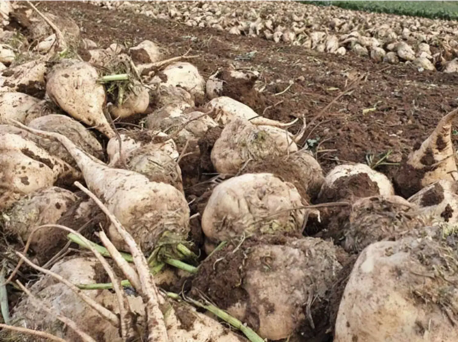 سرکارگر کشاورزی از صفر تا صد|خدمات باغبانی و درختکاری|بیستون, |دیوار