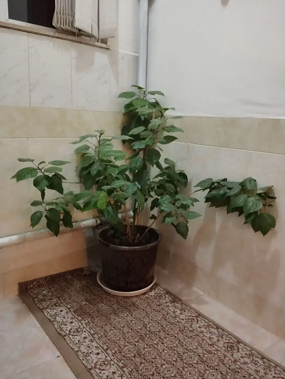 گل های زیبا باقیمت خیلی مناسب|گل و گیاه طبیعی|مرند, |دیوار