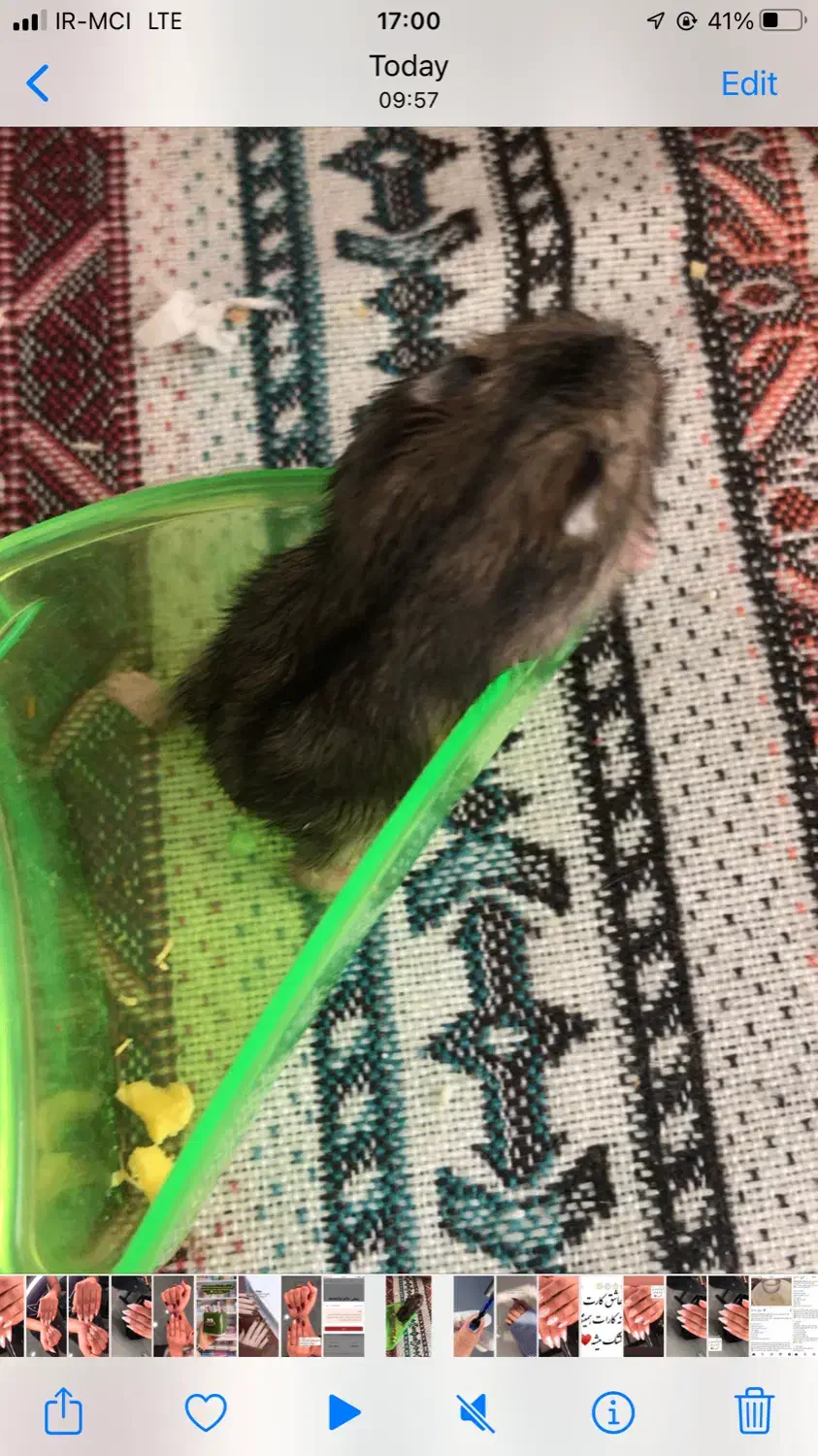 همستر|موش و خرگوش|ایلام, |دیوار