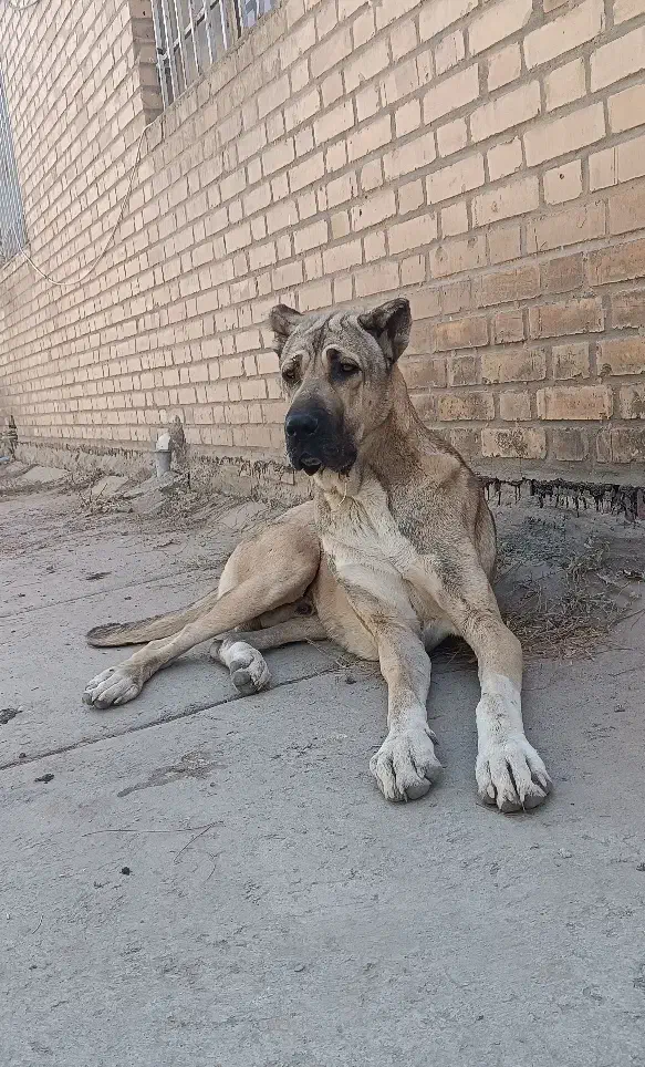 سگ سرابی|سگ|مشهد, امیریه|دیوار
