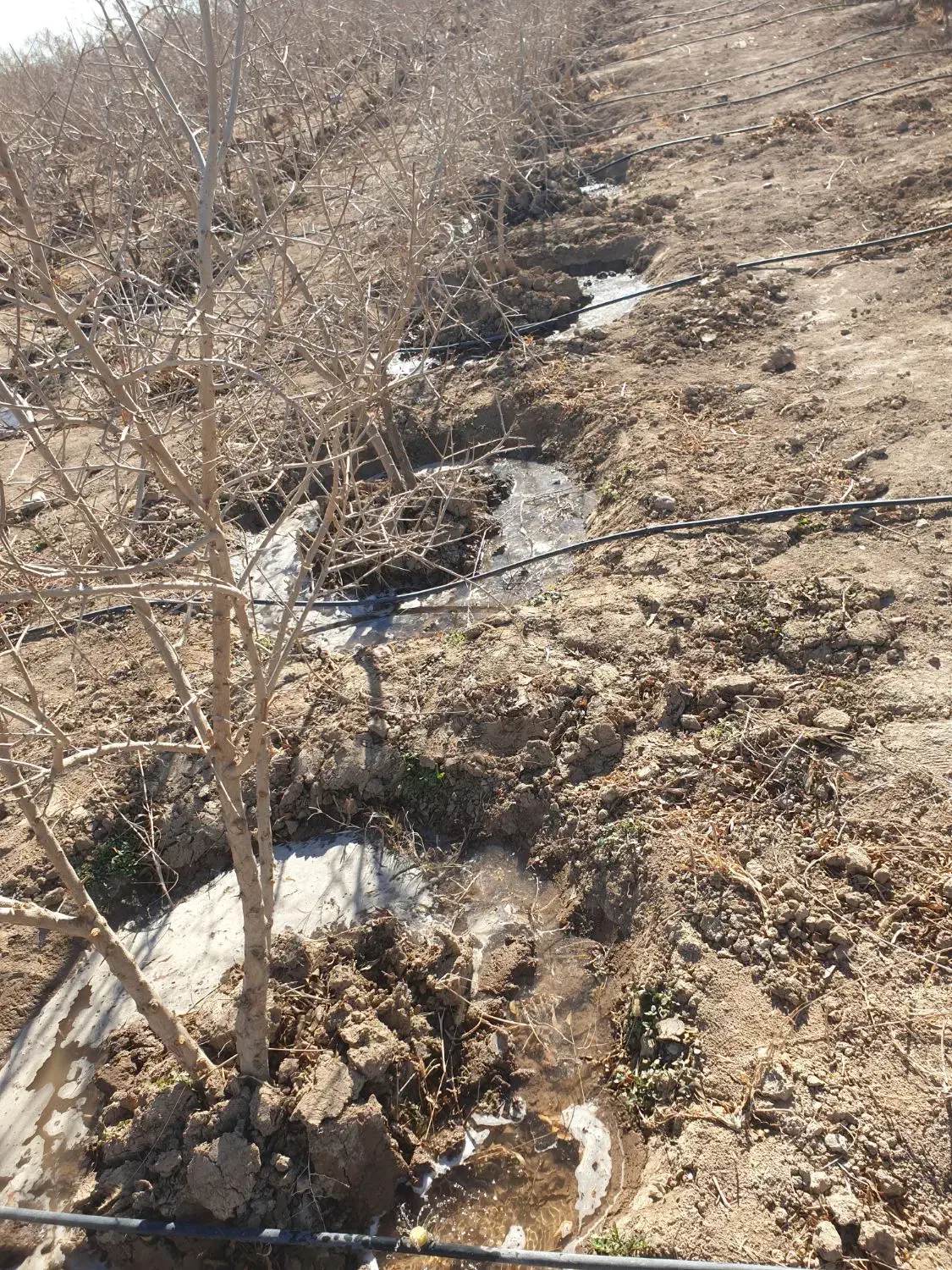 فروش یک قطعه باغ انار سند دار اول شهر|فروش زمین و ملک کلنگی|جوادآباد, |دیوار