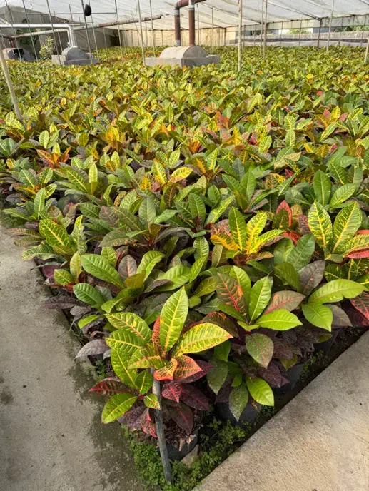 گل اپارتمانی کرتن|گل و گیاه طبیعی|محلات, |دیوار