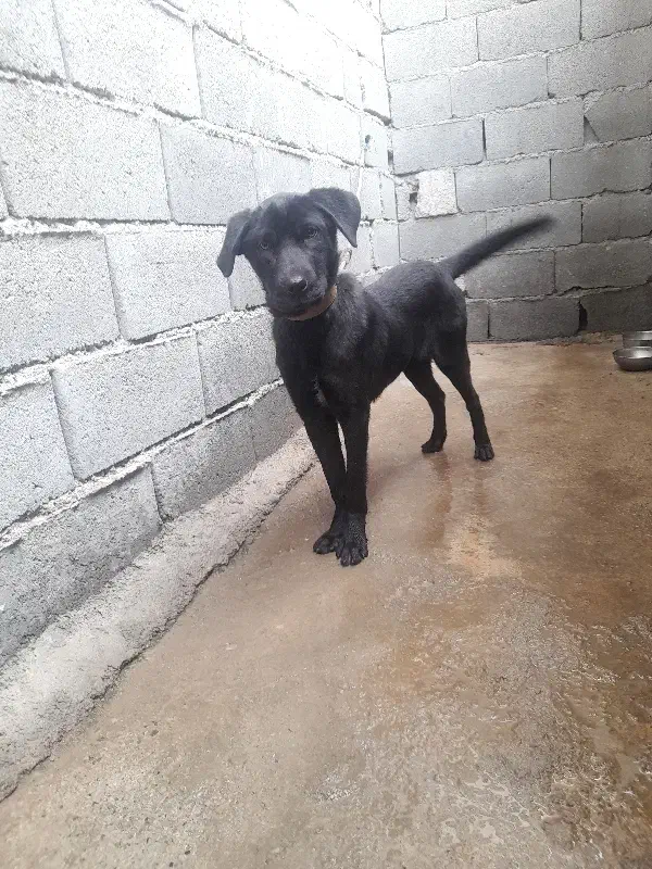 توله ۳ماهه ماده|سگ|پاکدشت, خاتون آباد|دیوار