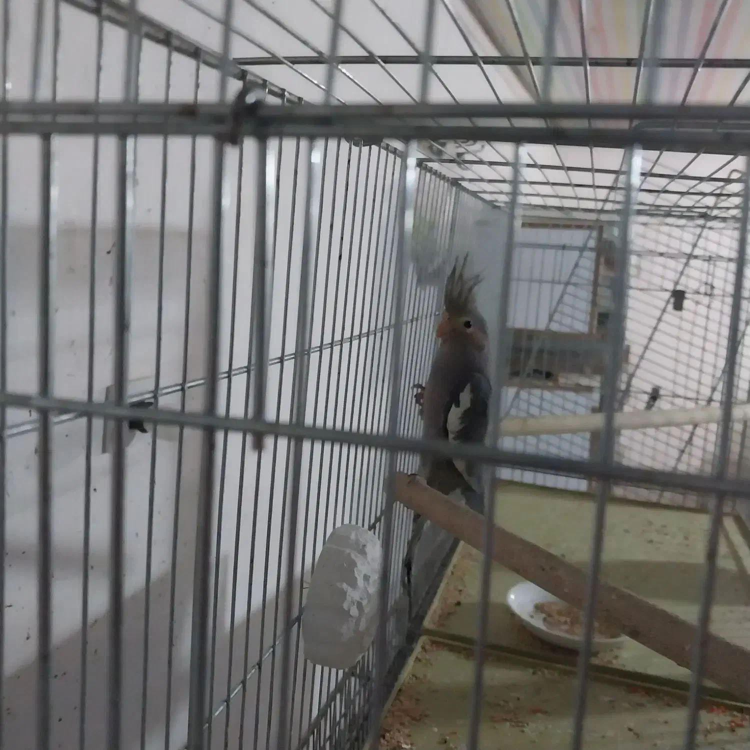 پرنده زینتی|پرنده|عجب شیر, |دیوار