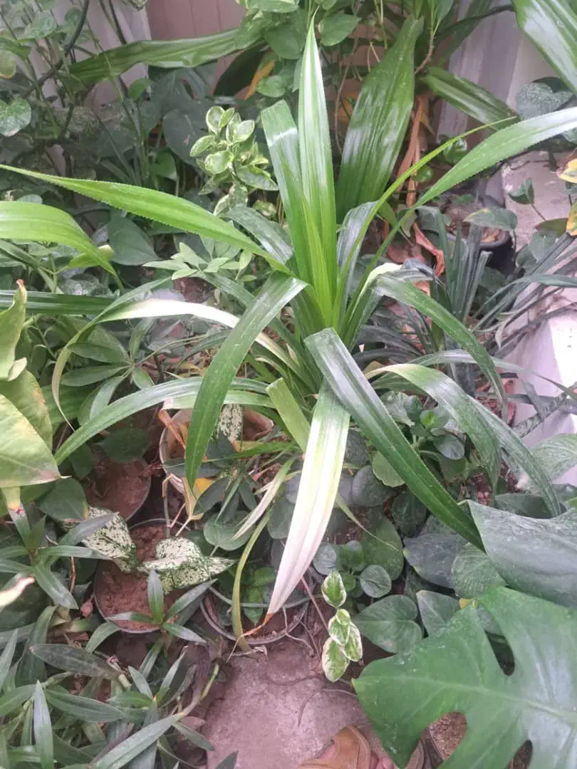 گل های آپارتمانی قیمت مناسب|گل و گیاه طبیعی|داراب, |دیوار