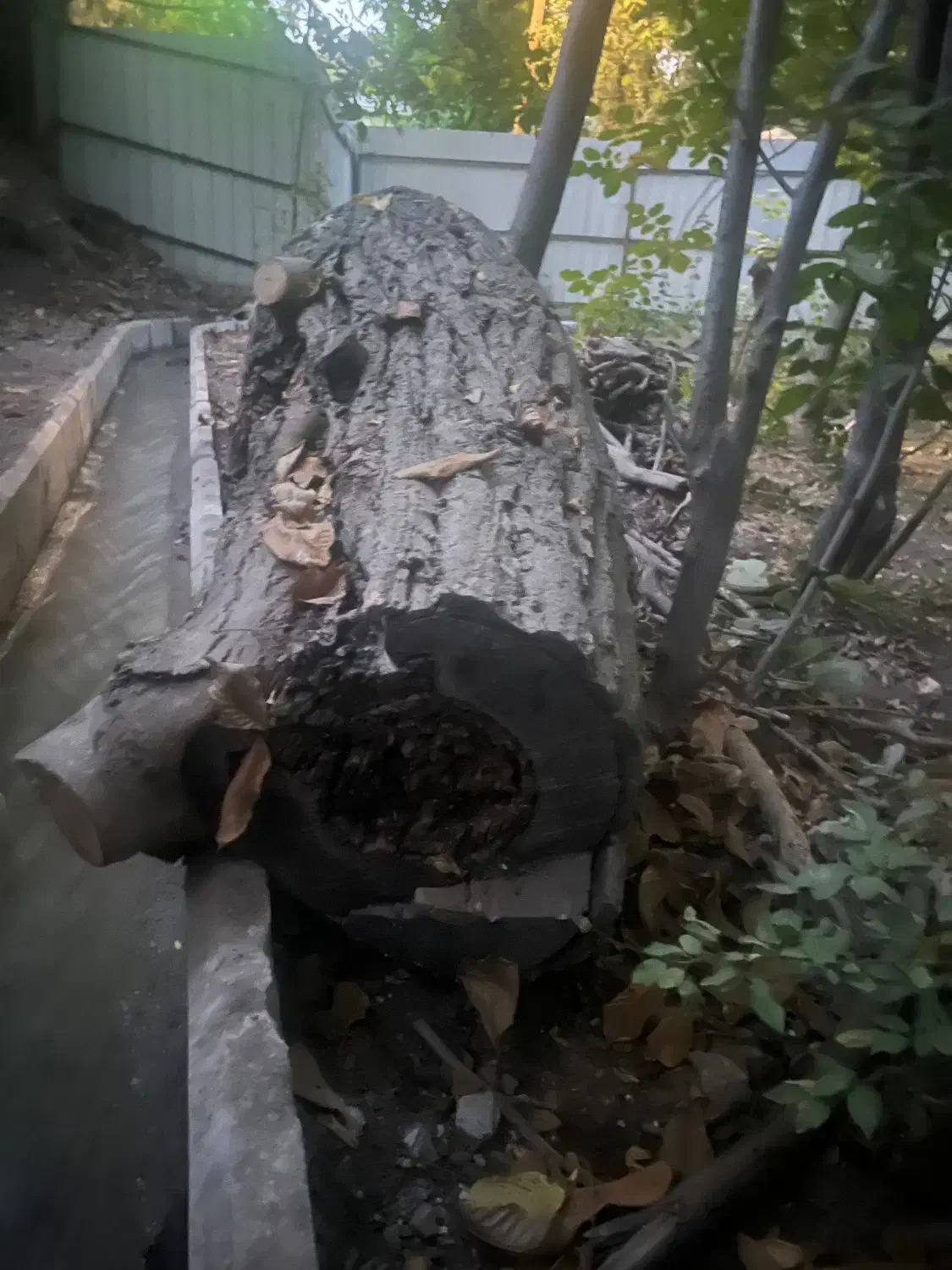 تنه درخت گردو‌و‌چوب گردو|عمده‌فروشی|دماوند, دماوند|دیوار