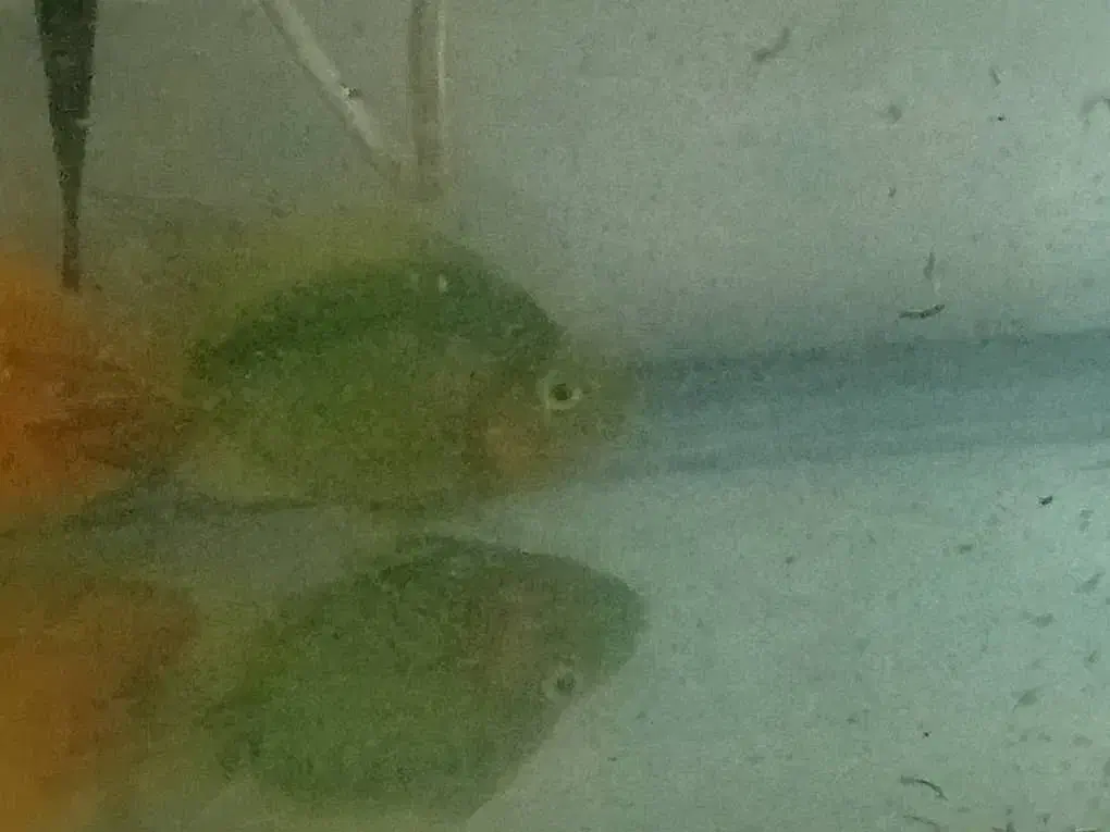 دو عدد ماهی پرت سالم و سرحال|ماهی|تهران, والفجر (افسریه)|دیوار