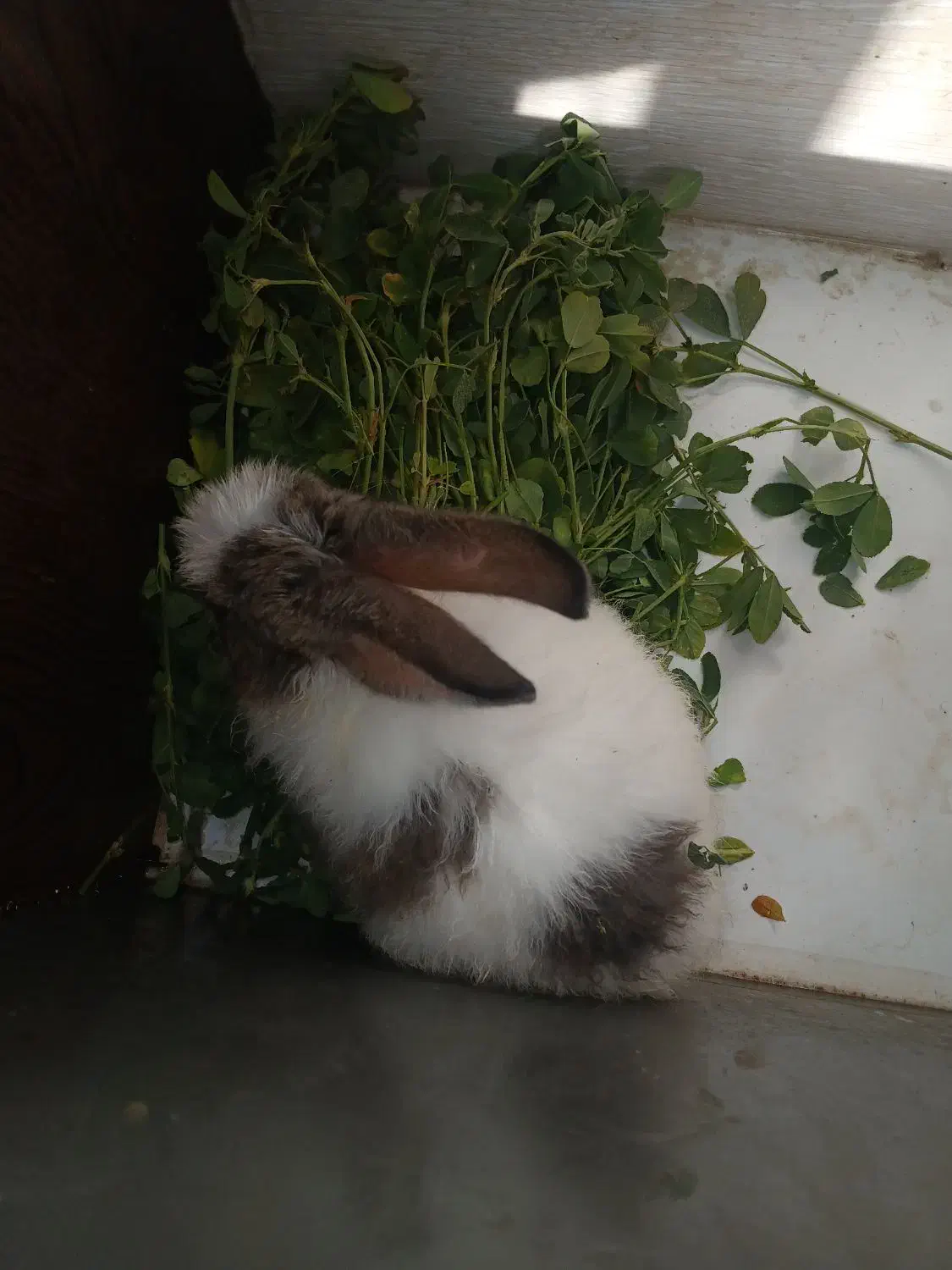 فروش خرگوش|موش و خرگوش|فولادشهر, B5|دیوار