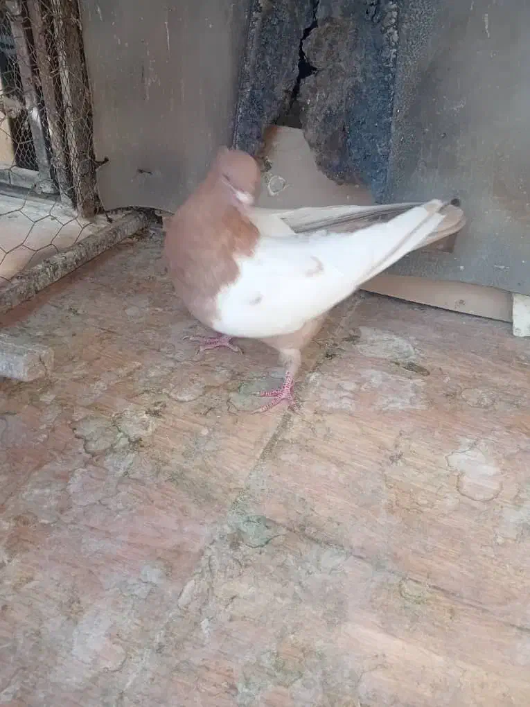 سینه زرد کفتر نر|پرنده|شیراز, تندگویان|دیوار