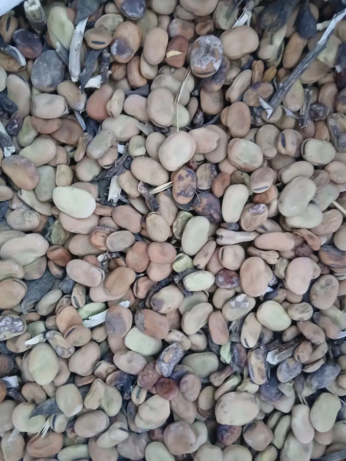 باقلا|عمده‌فروشی|دره شهر, |دیوار