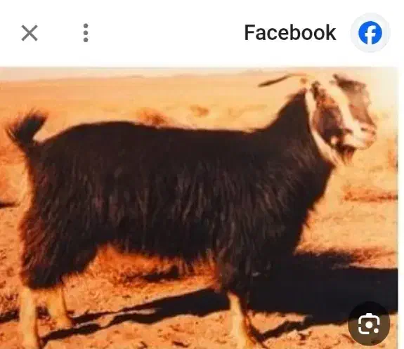 بز سالم|حیوانات مزرعه|مسجد سلیمان, |دیوار