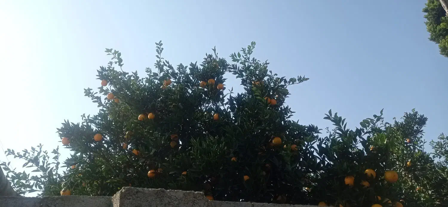 پرتغال و نارنج|خوردنی و آشامیدنی|دابودشت, |دیوار