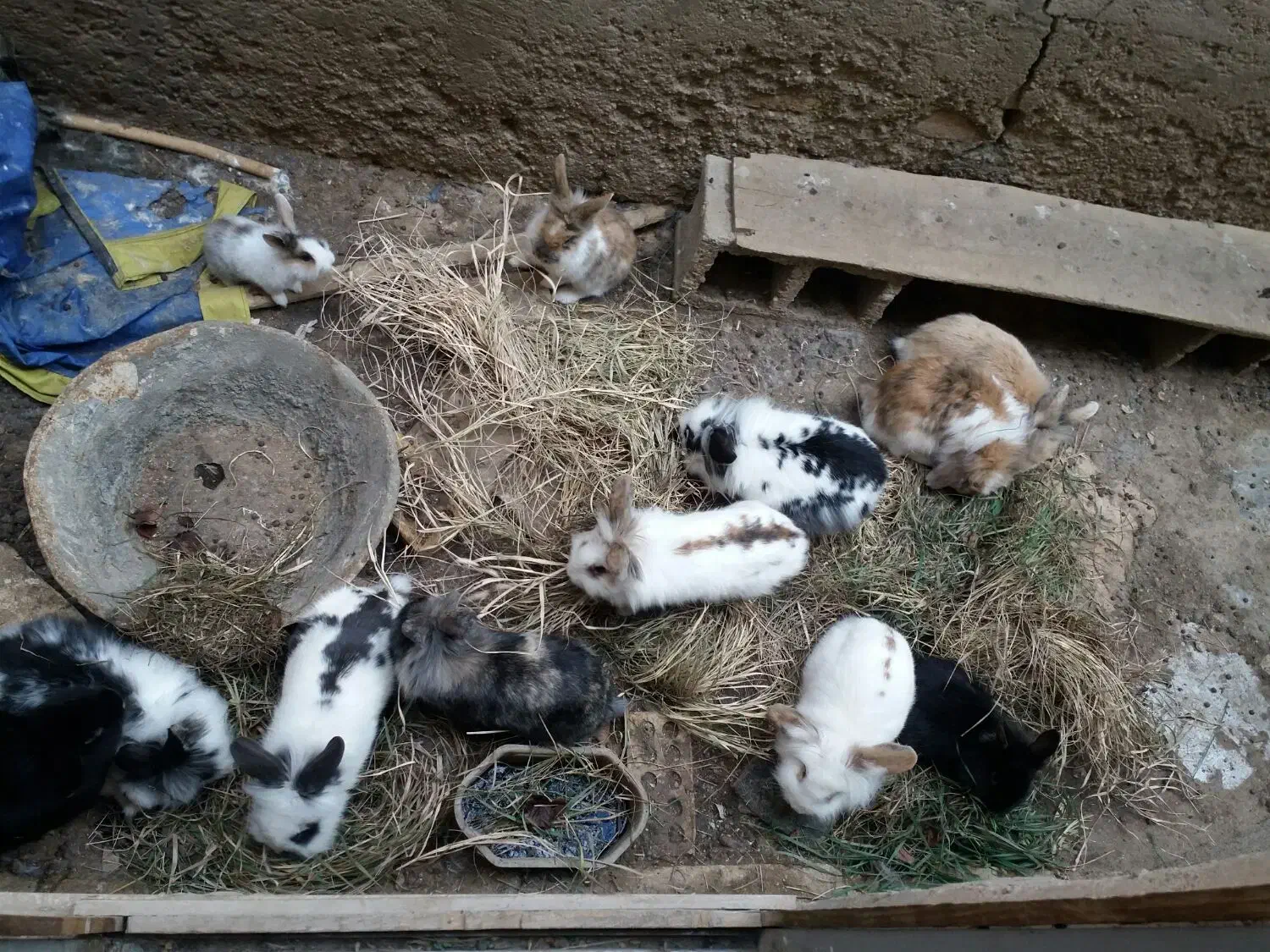 خرگوش|موش و خرگوش|بجنورد, |دیوار