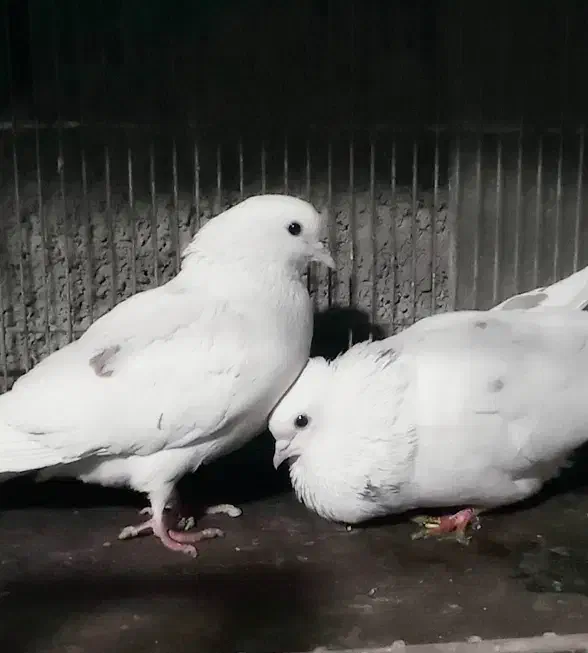 کفترپرشی|پرنده|رباط‌کریم, نصیرشهر|دیوار