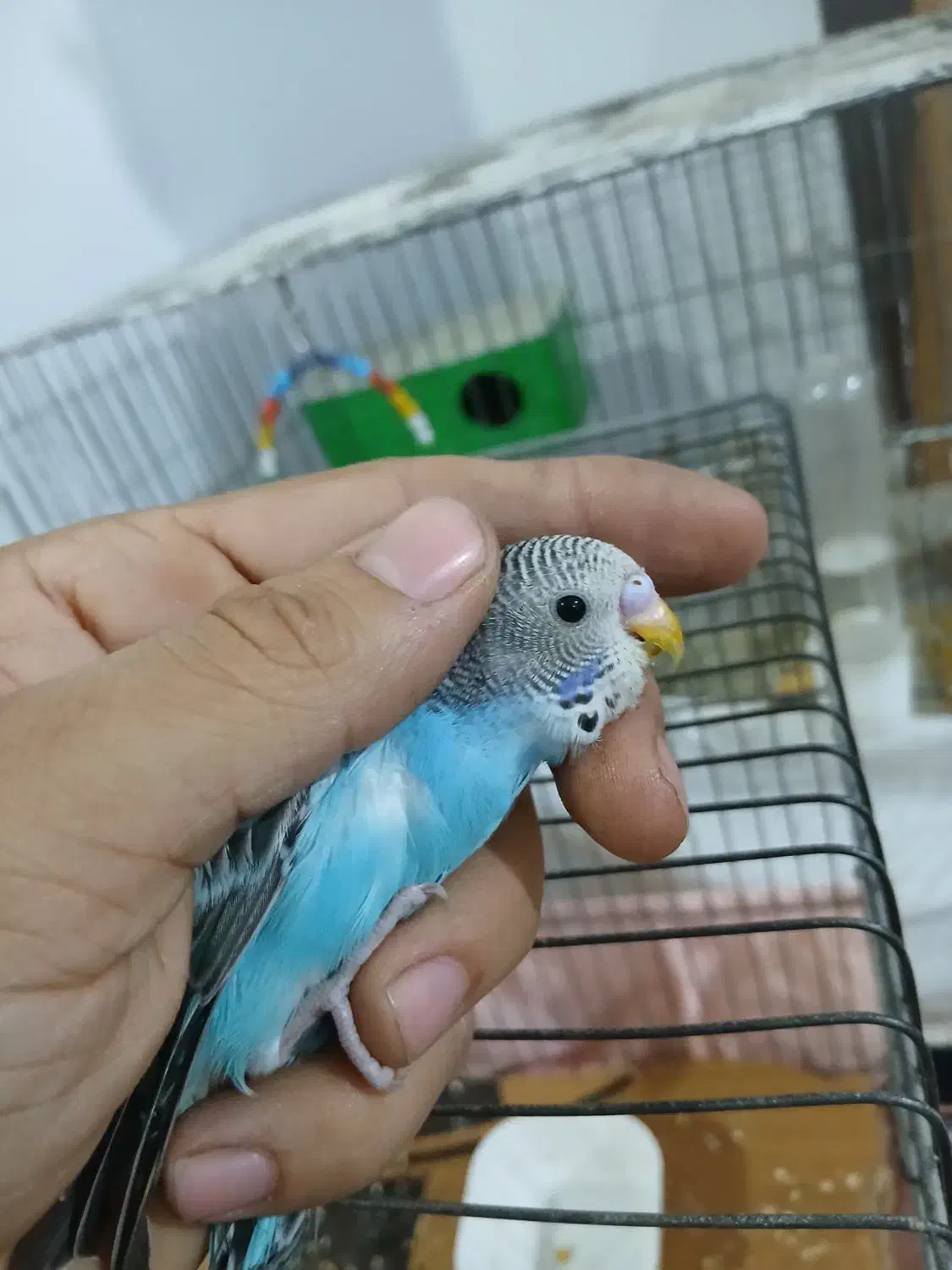 مرغ عشق|پرنده|تهران, زاهد گیلانی|دیوار