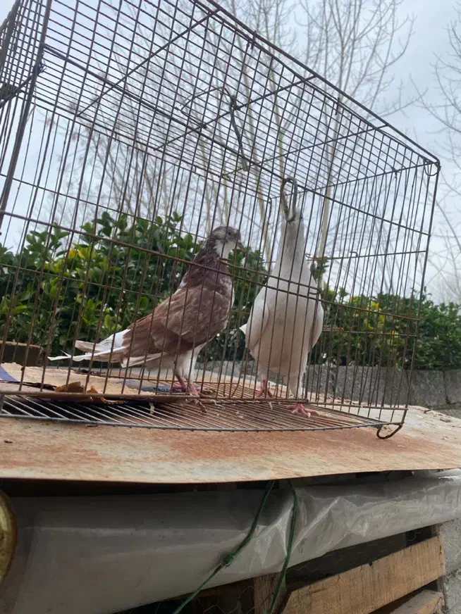 کبوتر پرشی|پرنده|رشت, توشیبا|دیوار