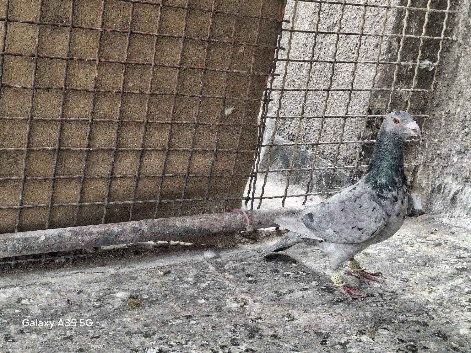 کبوتر سار|پرنده|مشهد, شیرحصار|دیوار