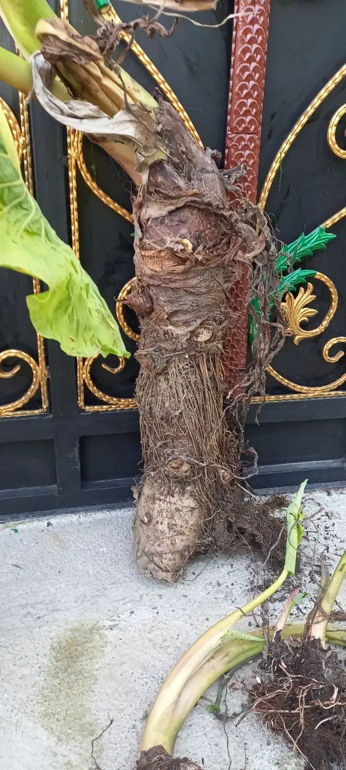 فروش پیاز باباآدم بصورت تکی و تعداد|گل و گیاه طبیعی|تهران, جمال‌زاده|دیوار