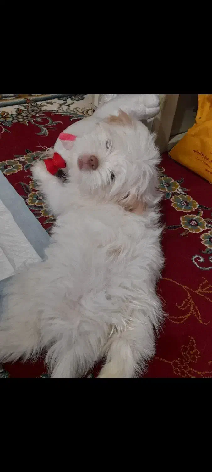 سگ شیتزو عروسکی|سگ|یاسوج, |دیوار