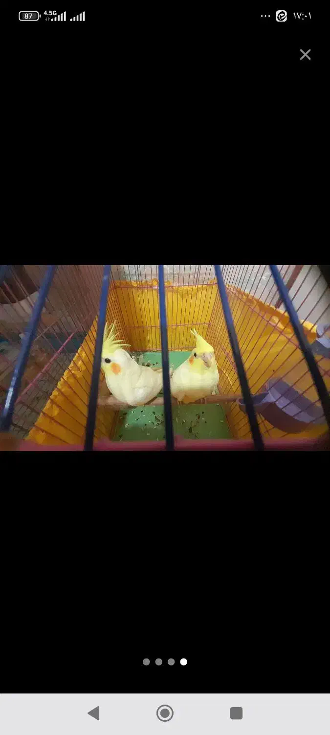 یک جفت عروس هلندی|پرنده|مسجد سلیمان, |دیوار