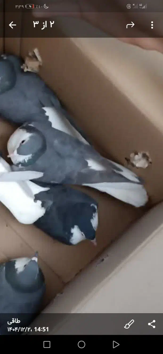 کبوتر|حیوانات|قم, تعویض پلاک|دیوار