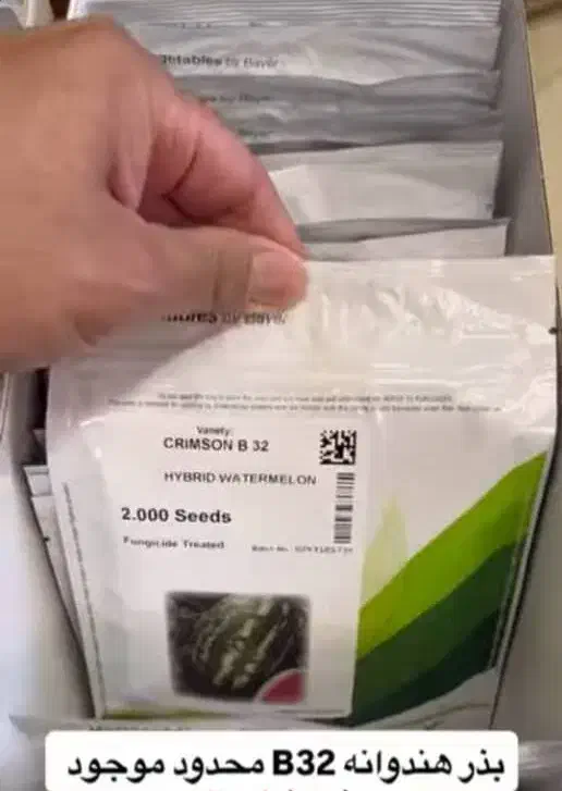 بذر فلفل دلمه ۹۳۲۵و غیره|خدمات باغبانی و درختکاری|شاهین‌شهر, پاسداران|دیوار