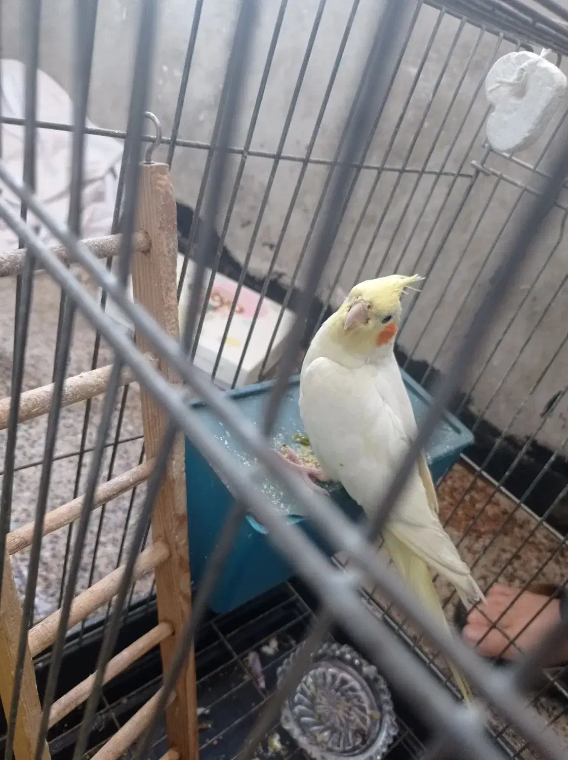 پرنده زیبا|پرنده|محمدیه-قزوین, |دیوار