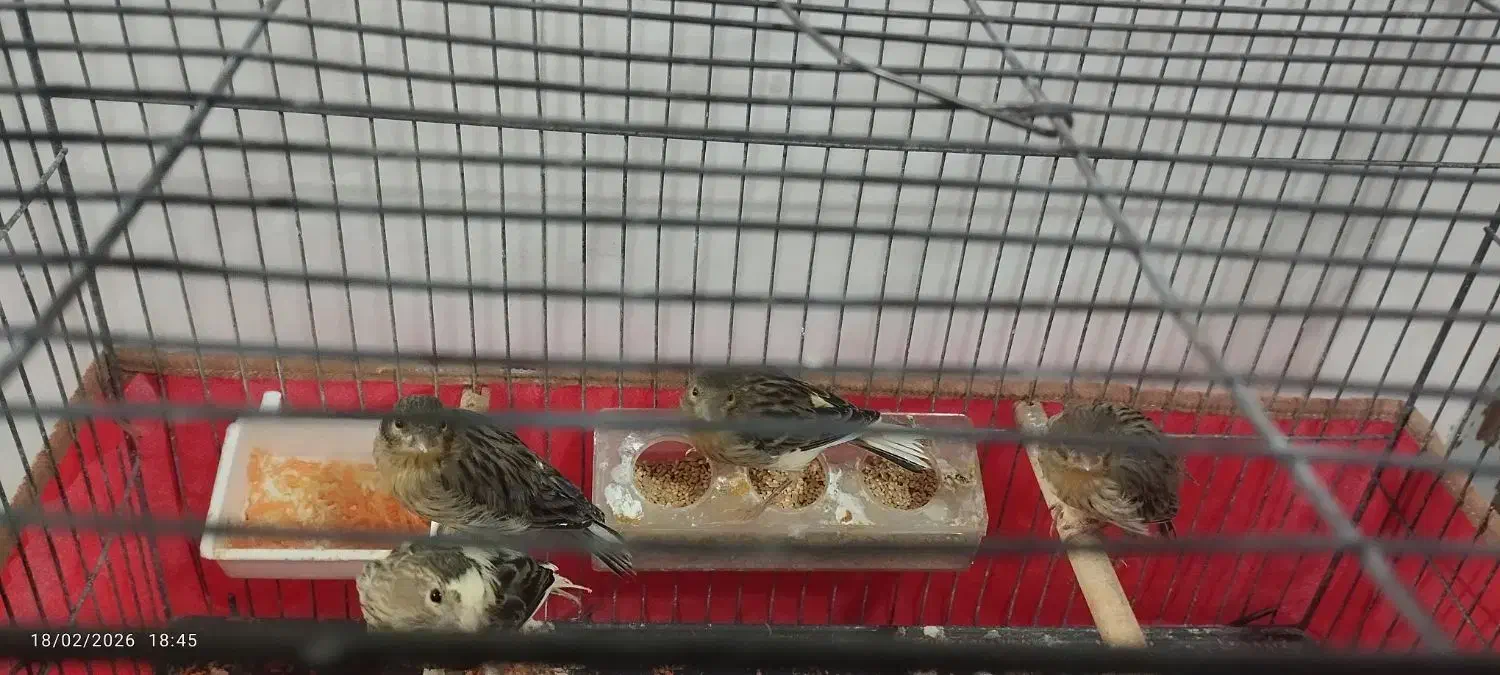 قناری|لوازم جانبی حیوانات|یزد, |دیوار