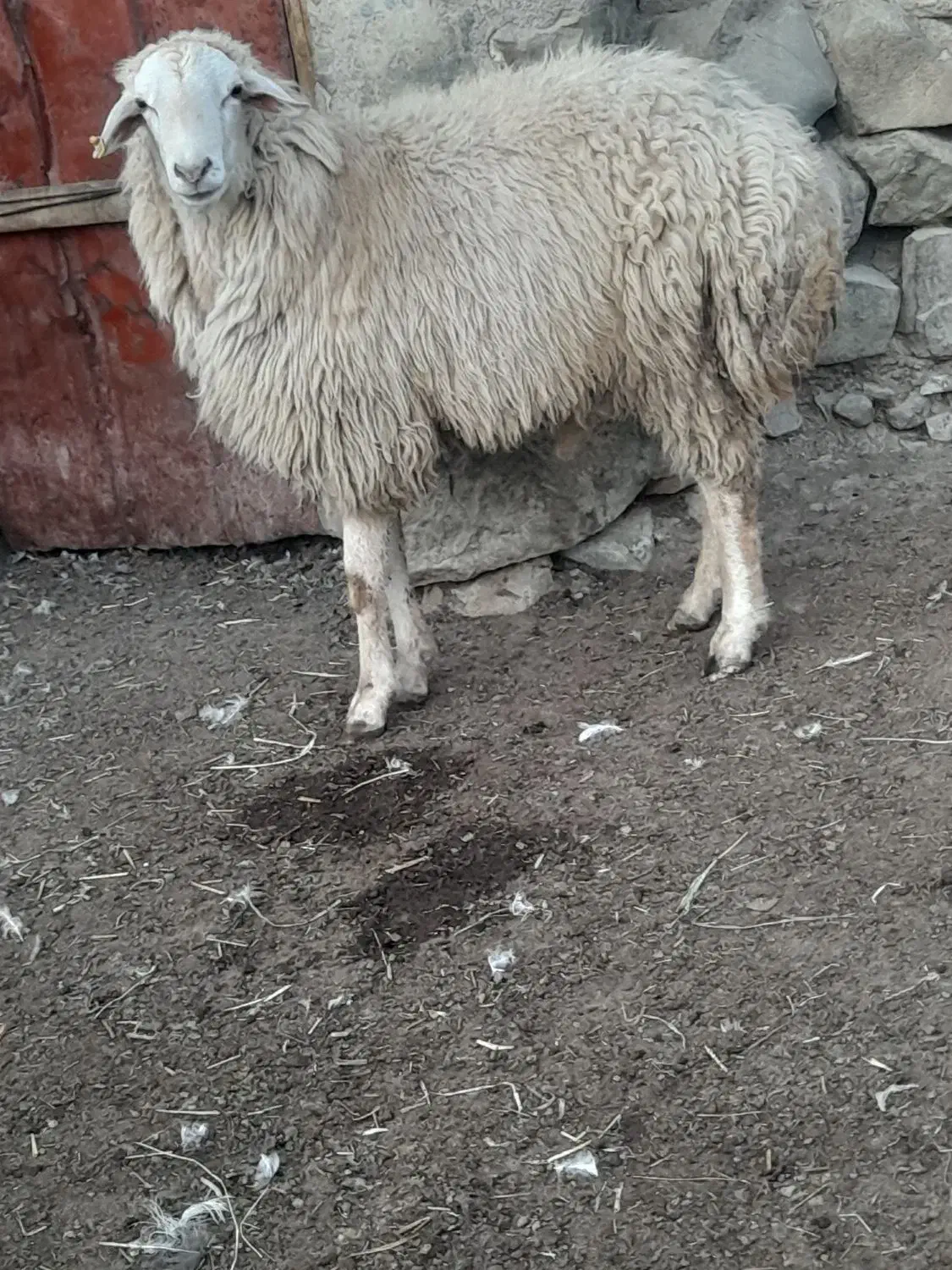 قوچ|حیوانات مزرعه|انگوت, |دیوار